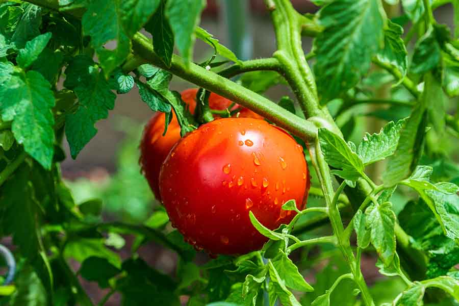 feuilles de tomate