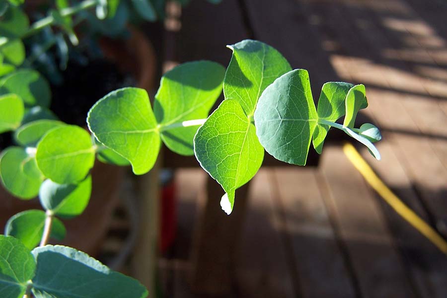 feuilles eucalyptus